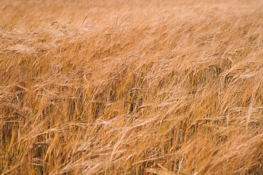 brown grass field during daytime