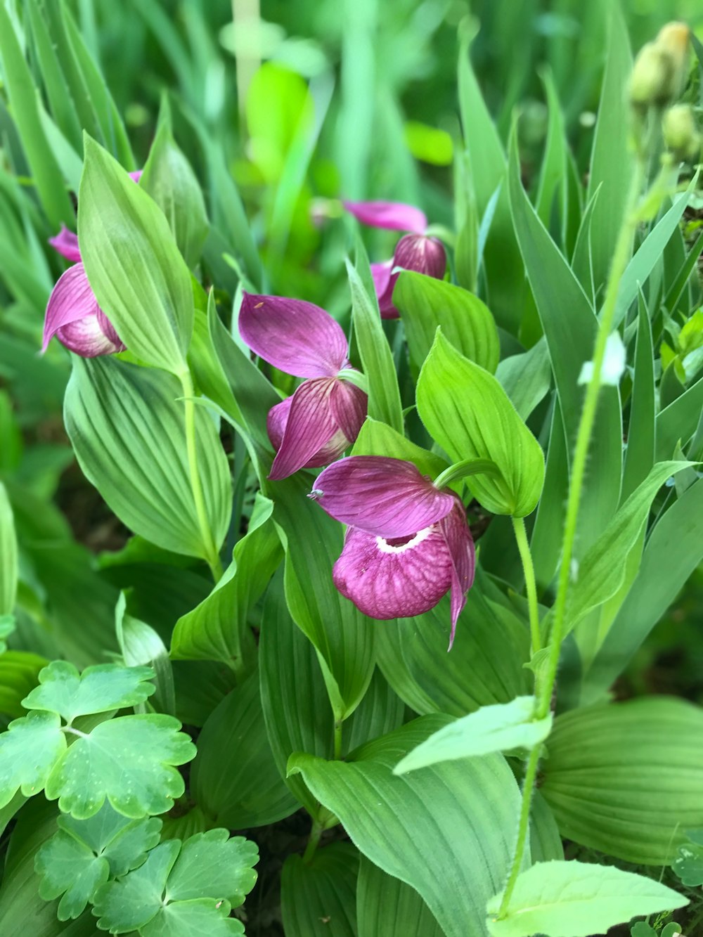 purple crocus flowers in bloom during daytime