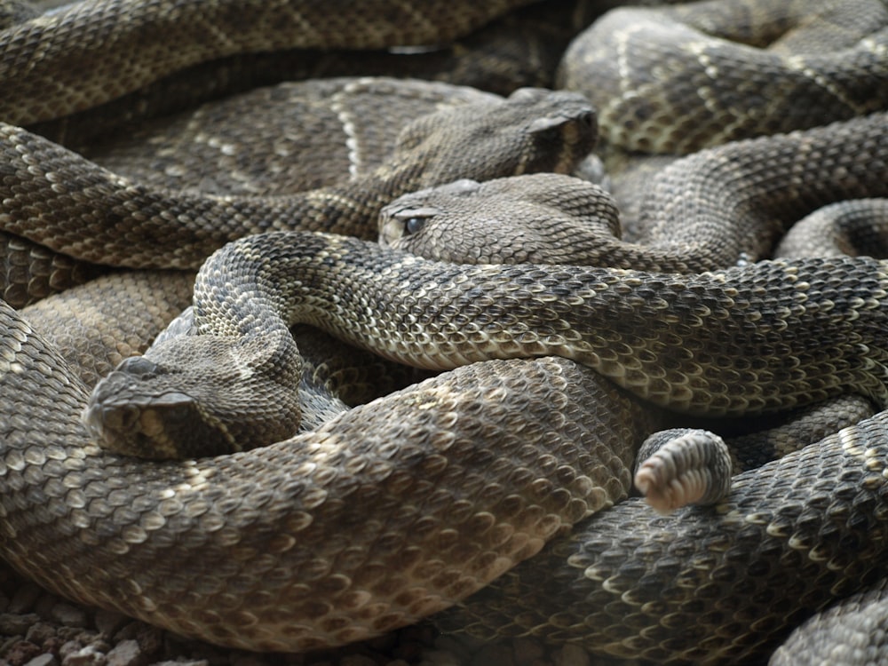 serpiente blanca y negra en la rama de un árbol