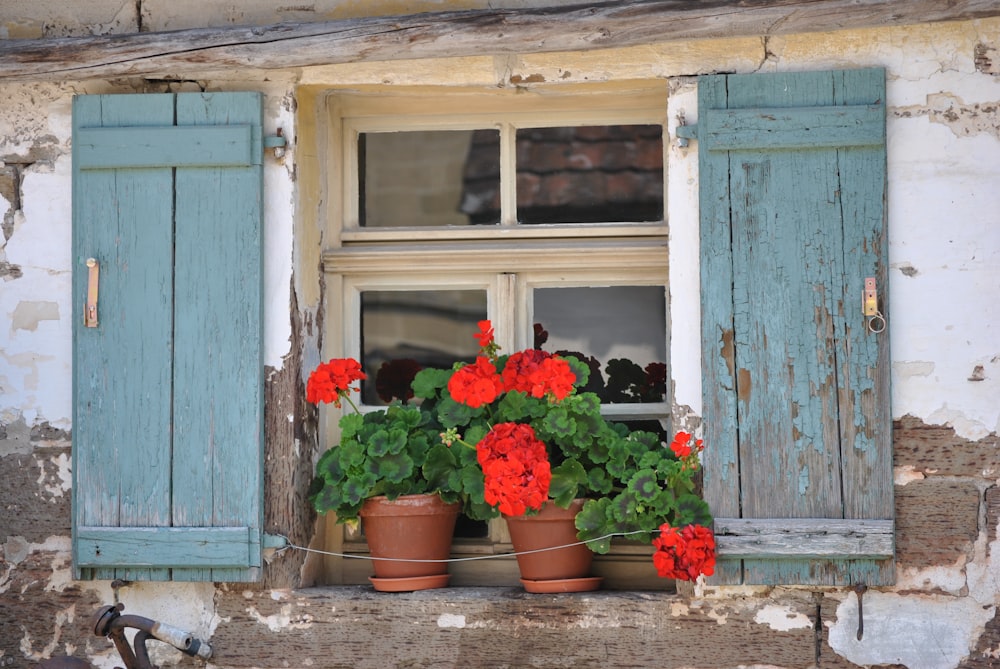 red flowers in brown clay pot