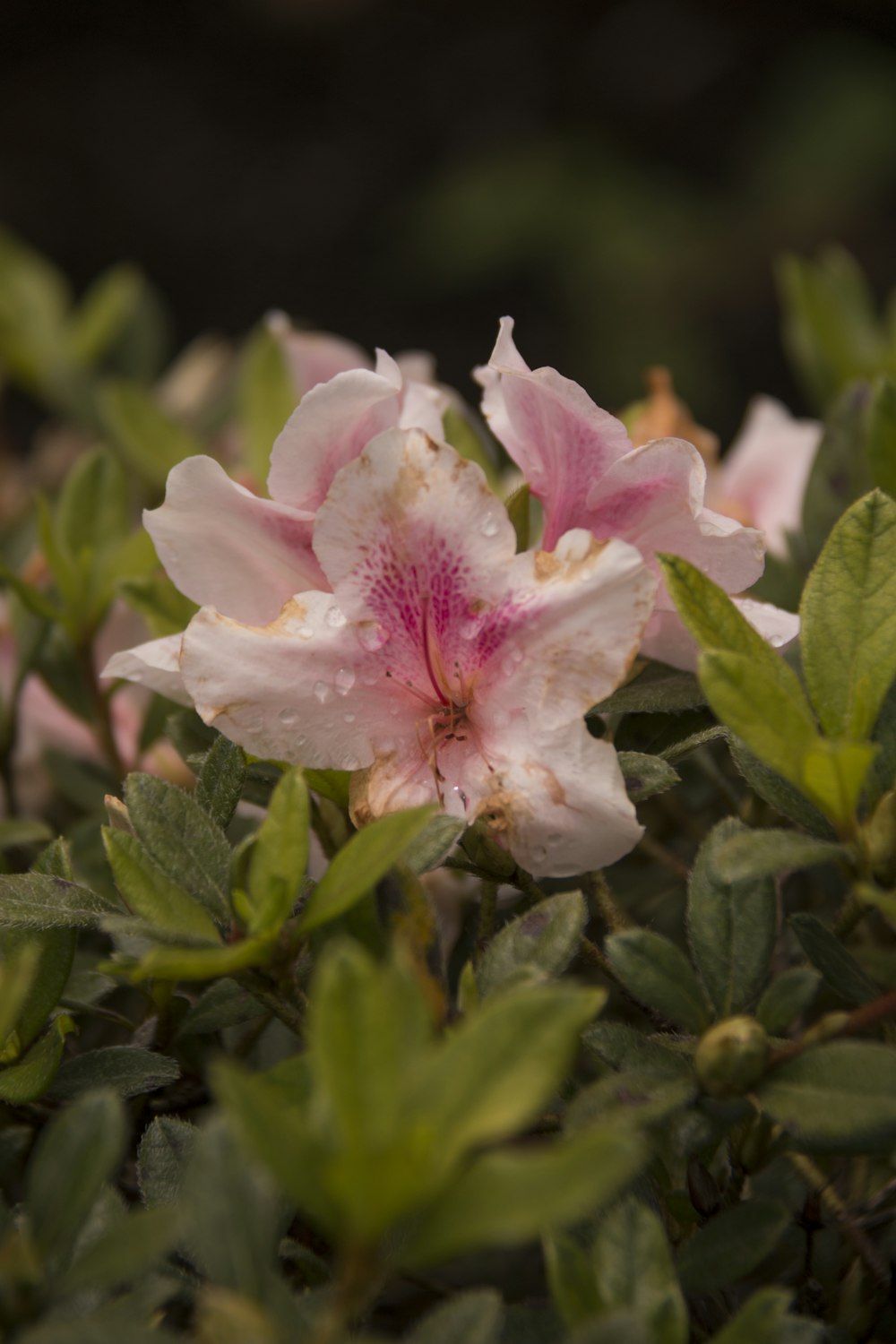 pink and white flower in tilt shift lens