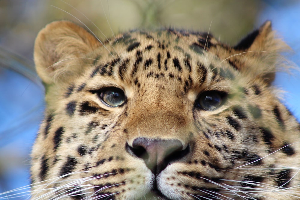 brown and black leopard in close up photography