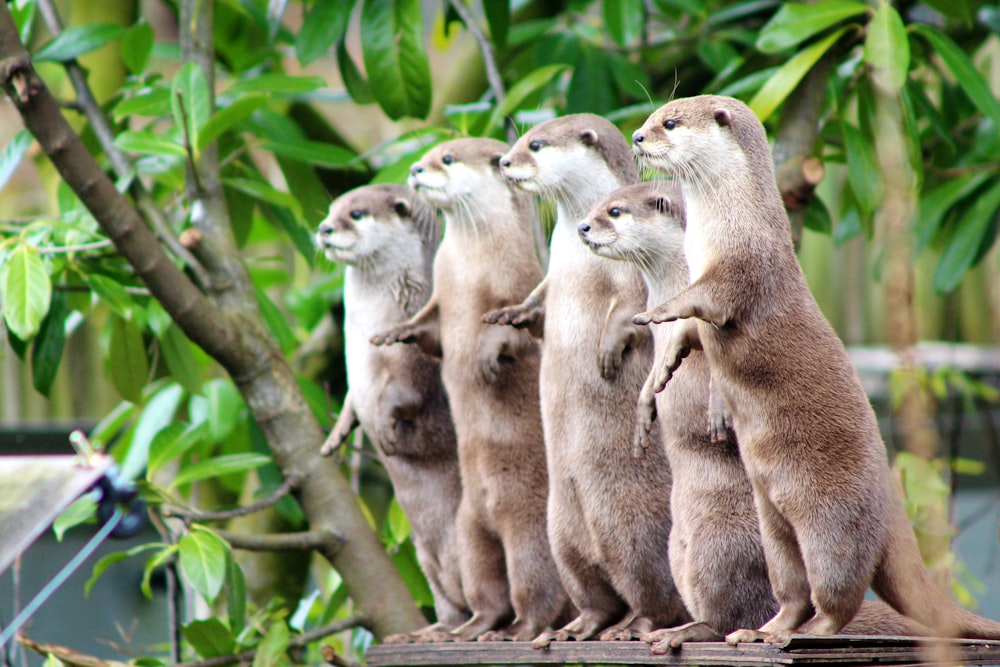 group of animals on tree branch during daytime