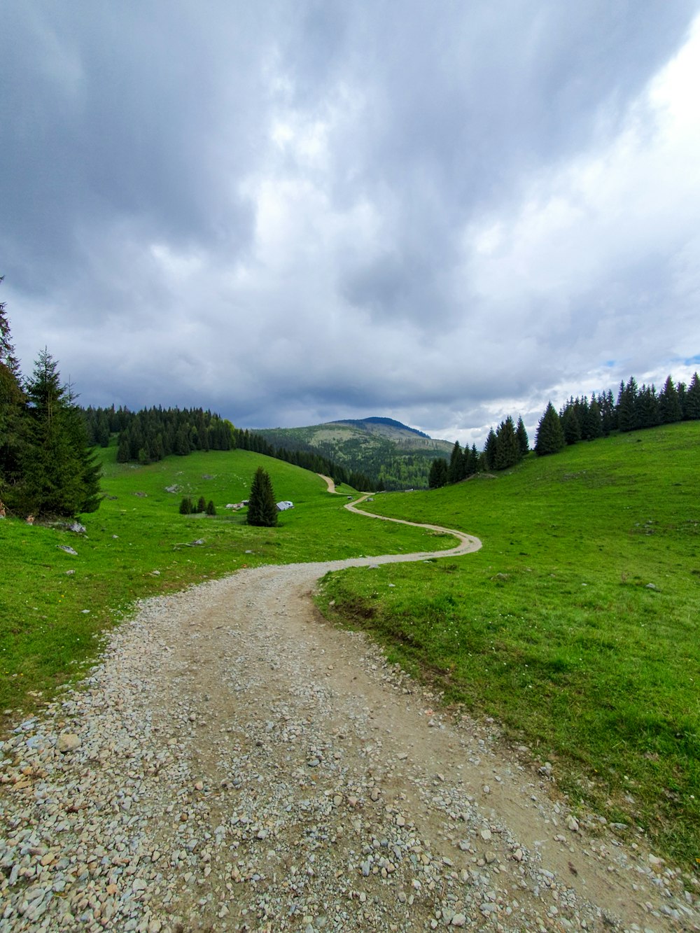 green pine trees on green grass field under white cloudy sky during daytime