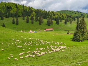 A lush green pastoral landscape dotted with a large flock of sheep grazing on the rolling hills. In the background, dense forests and a few scattered buildings, including a farmhouse with a red roof, add to the rural charm. Overhead, the sky is cloudy, indicating a typical day in the countryside.