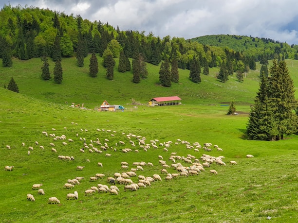 A lush green pastoral landscape dotted with a large flock of sheep grazing on the rolling hills. In the background, dense forests and a few scattered buildings, including a farmhouse with a red roof, add to the rural charm. Overhead, the sky is cloudy, indicating a typical day in the countryside.