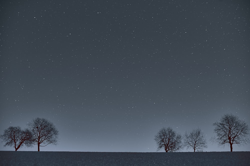 árvore nua sob a noite estrelada