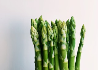 green plant on white background