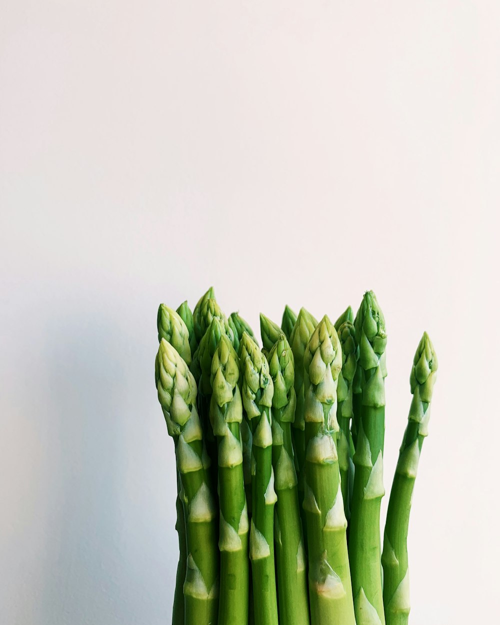 green plant on white background