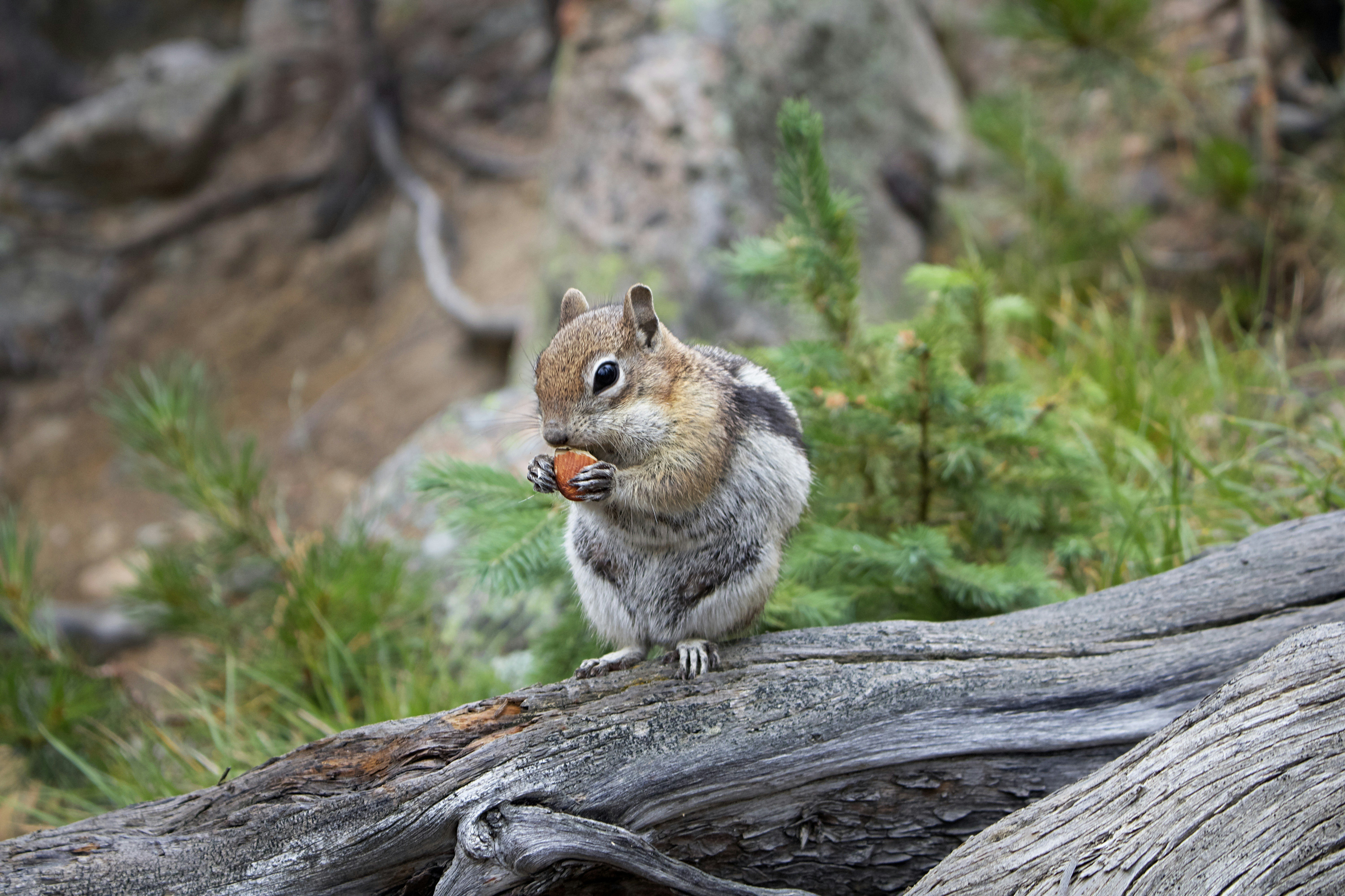 The Regional Innovation Paradox: Why R&D Investment Often Fails in Lagging Regions