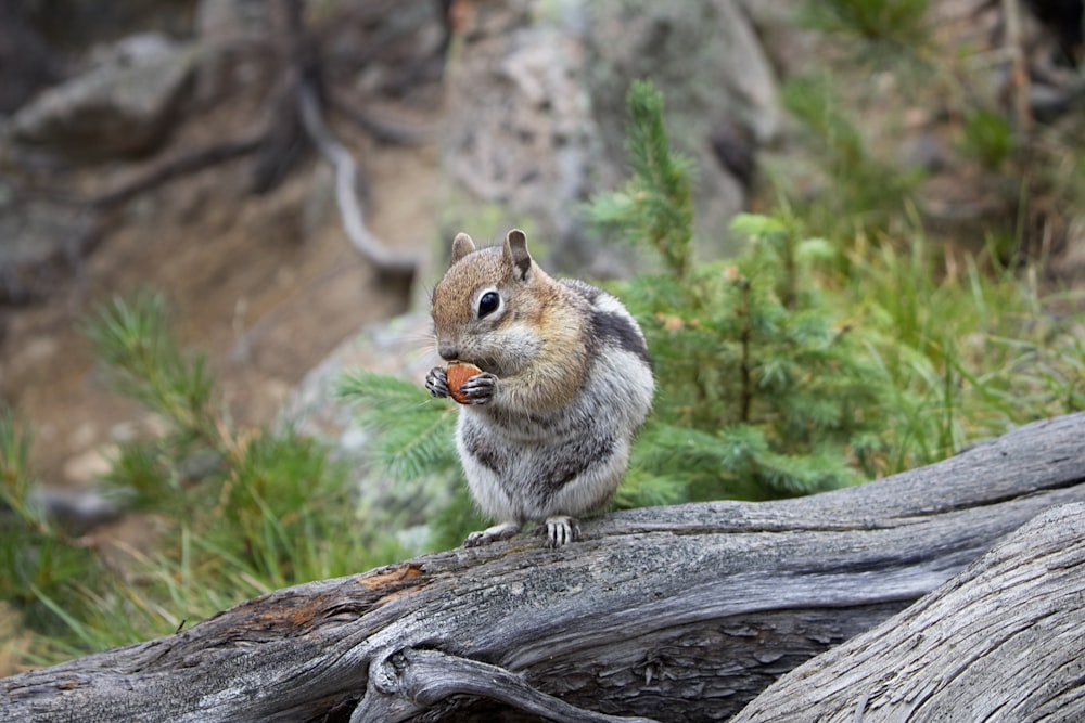 brown and white squirrel on brown tree trunk during daytime