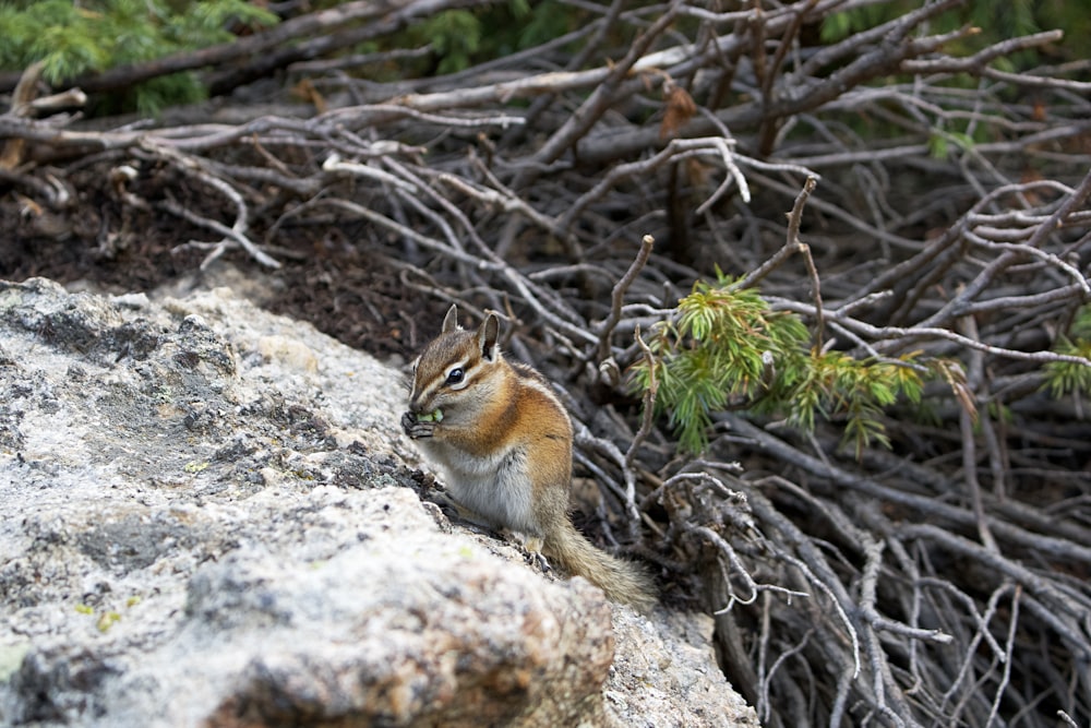 brown squirrel on brown rock during daytime