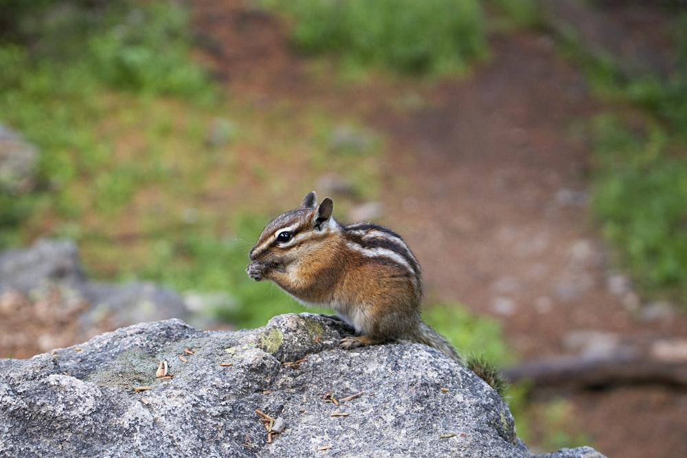 brown squirrel on gray rock during daytime