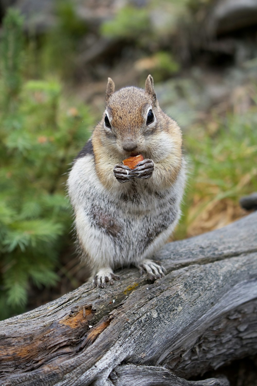 brown and white squirrel on brown tree branch during daytime