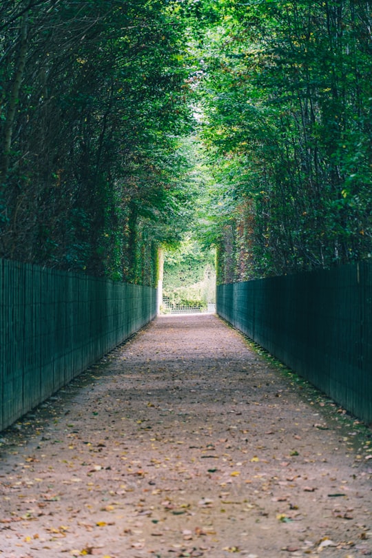brown pathway between green trees in Jardins du Château de Versailles France