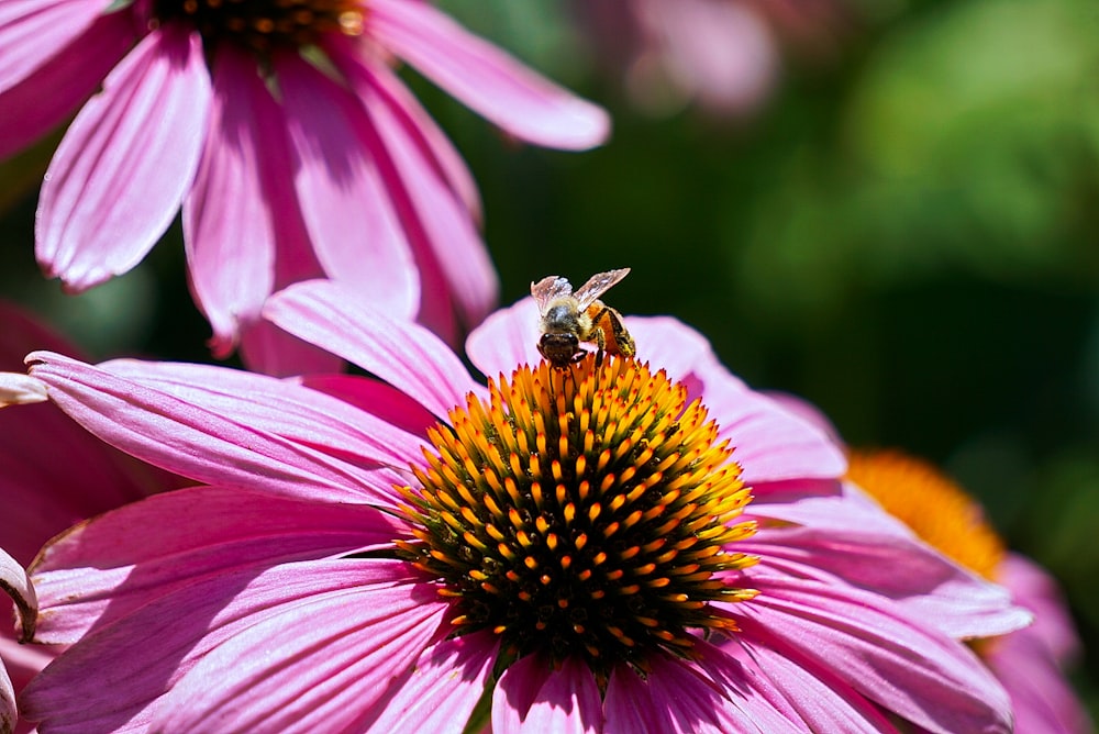 pink and yellow flower with bee