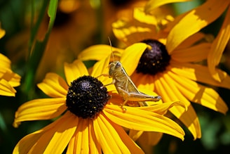 Pollinators 