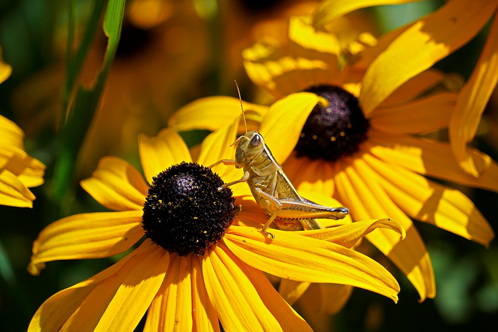 green grasshopper on yellow flower