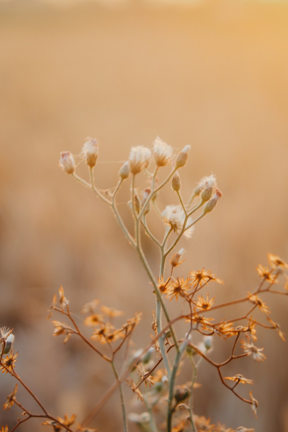 white flower in tilt shift lens