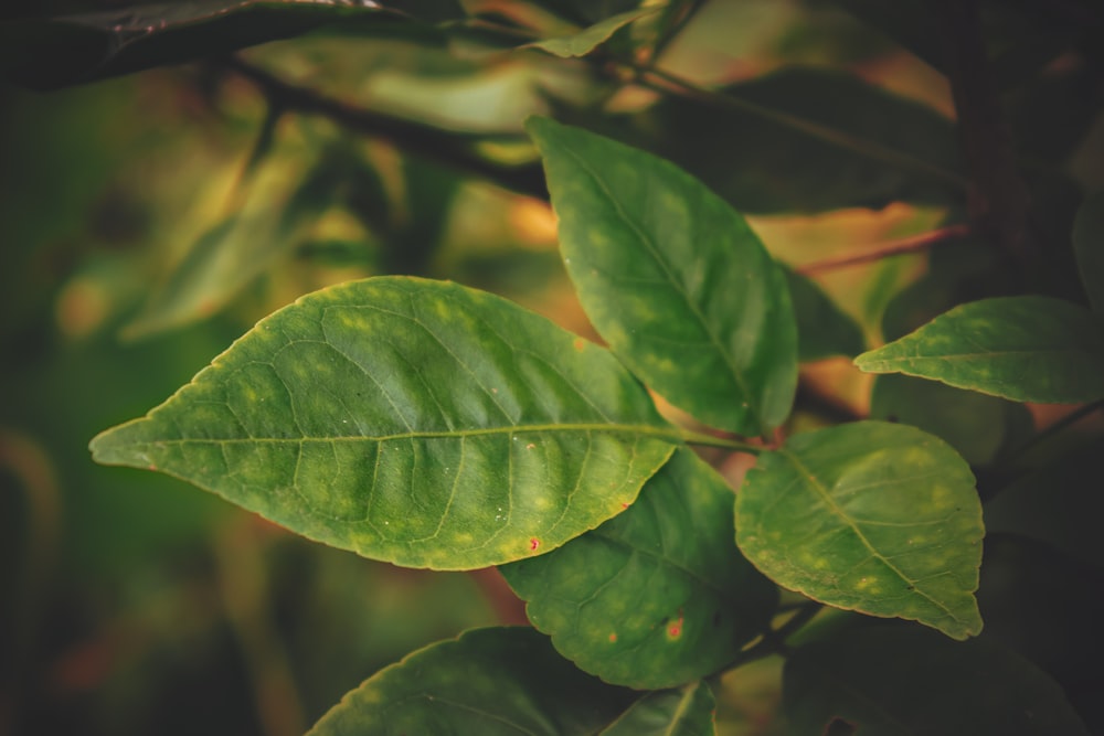 green leaves in close up photography