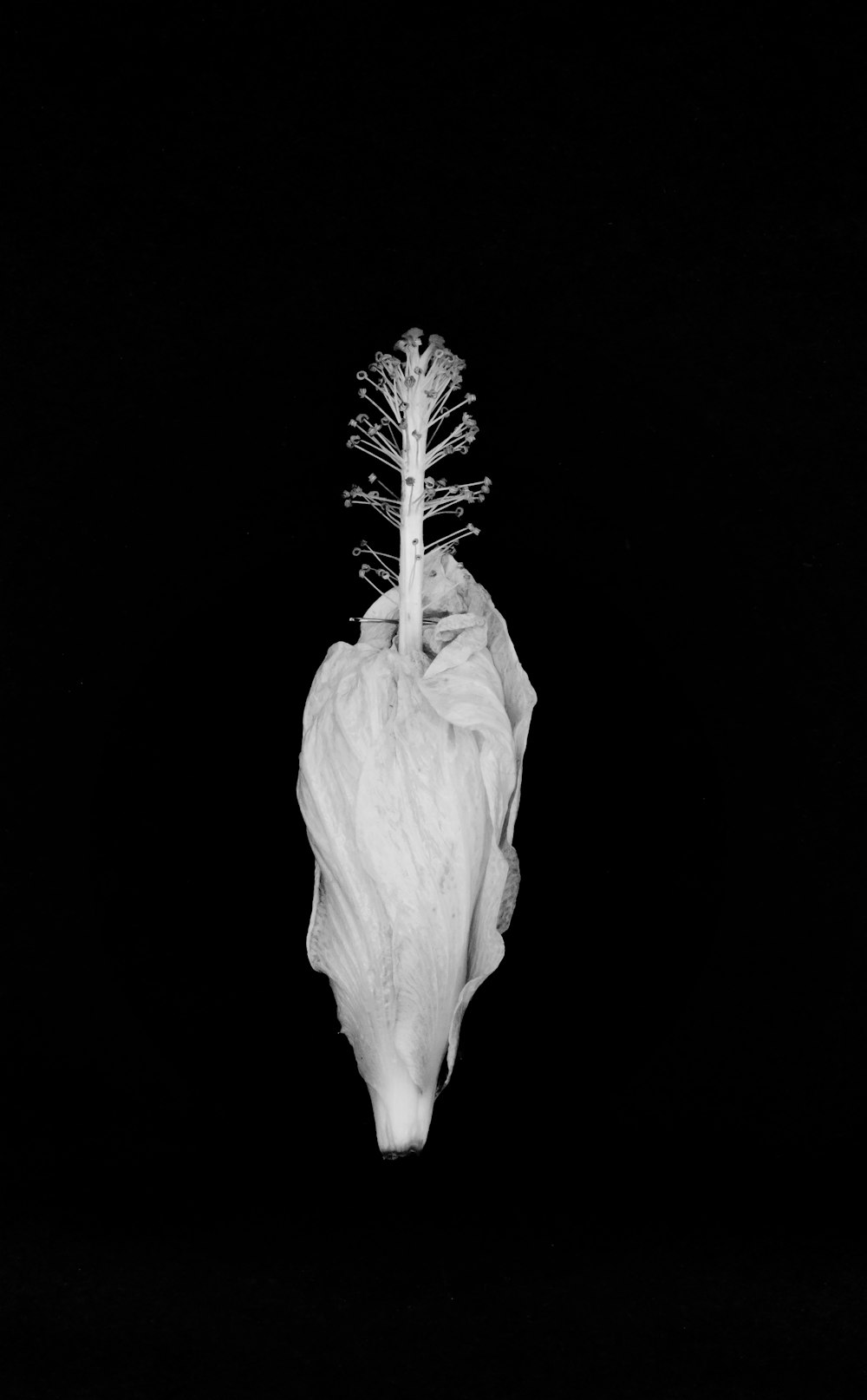 white flower in black background