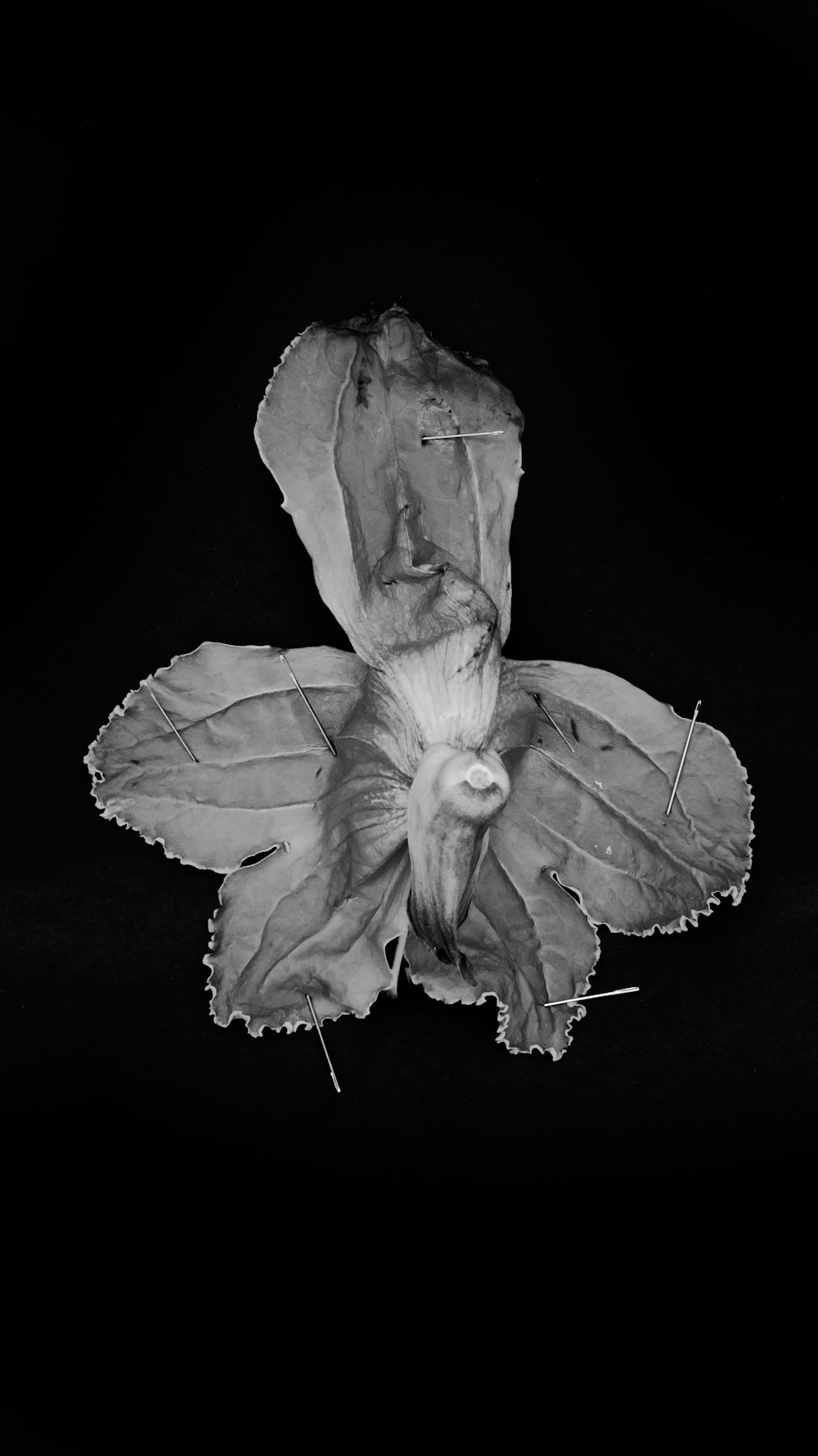 Foto en escala de grises de una flor