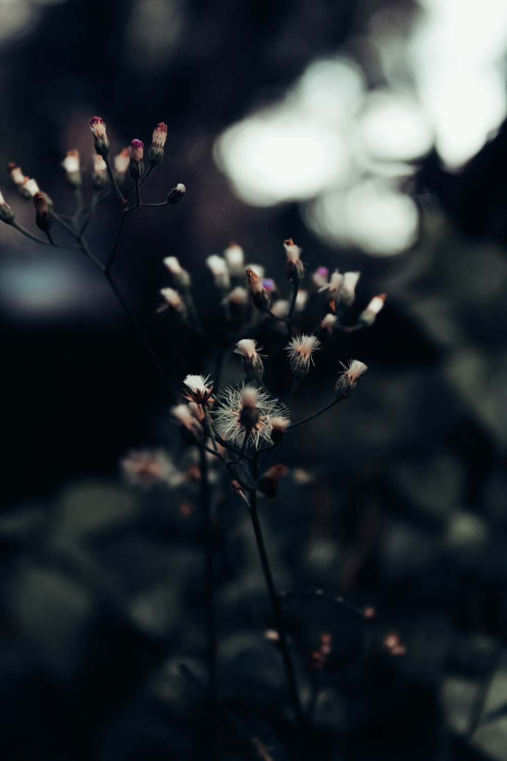 white flower in tilt shift lens