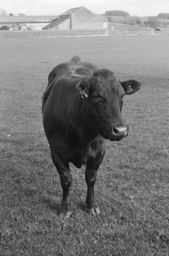 grayscale photo of cow on grass field in North Yorkshire United Kingdom