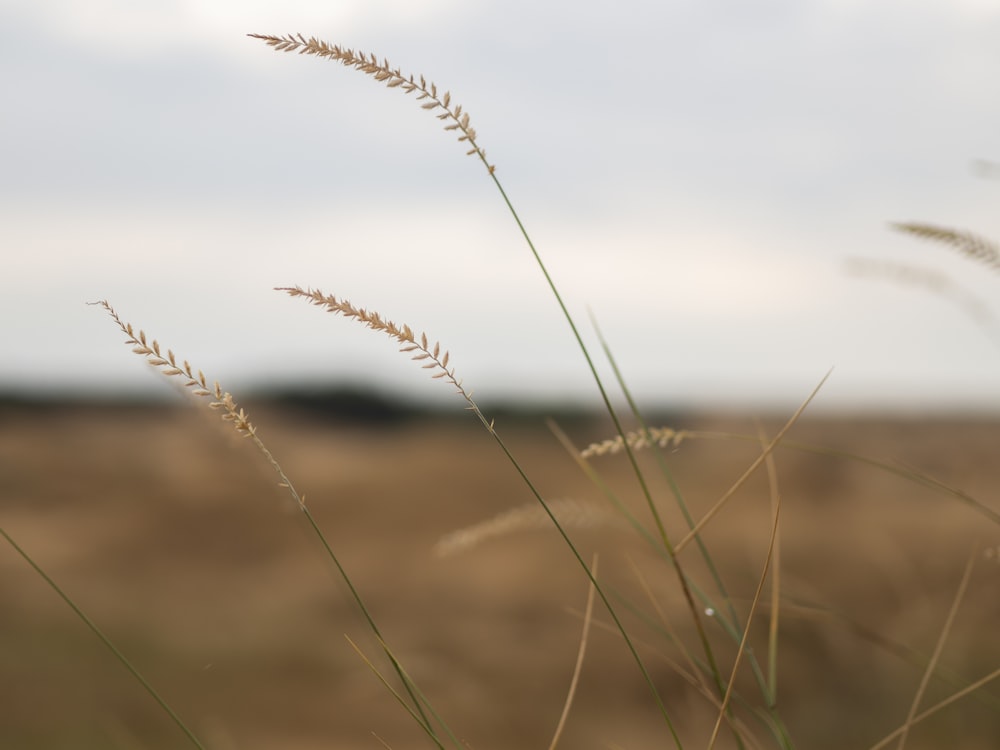 brown wheat in close up photography