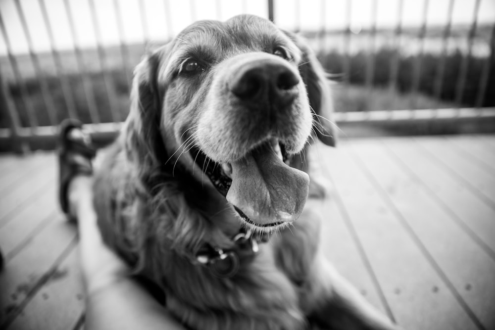 grayscale photo of golden retriever