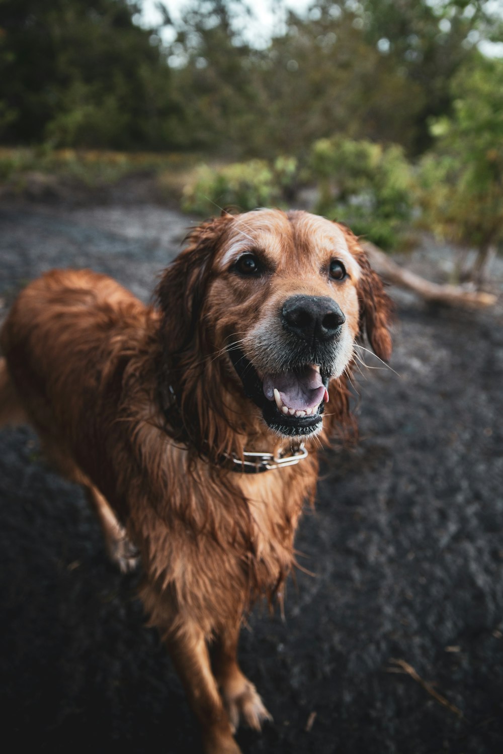 golden retriever on black and gray ground during daytime