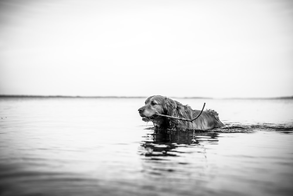 grayscale photo of dog on water