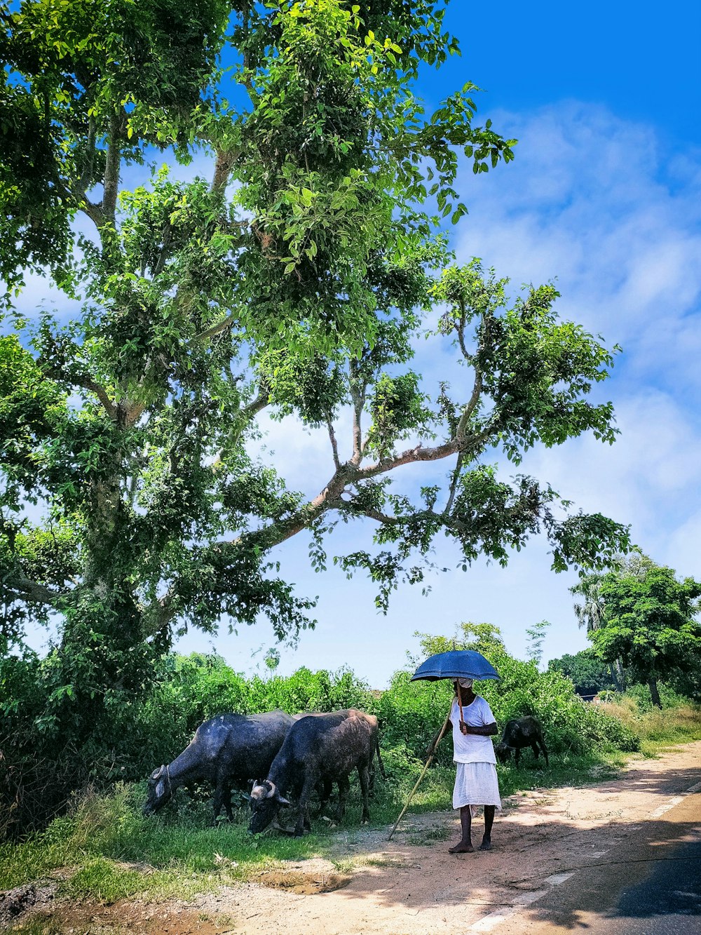 woman in white dress standing under green tree during daytime