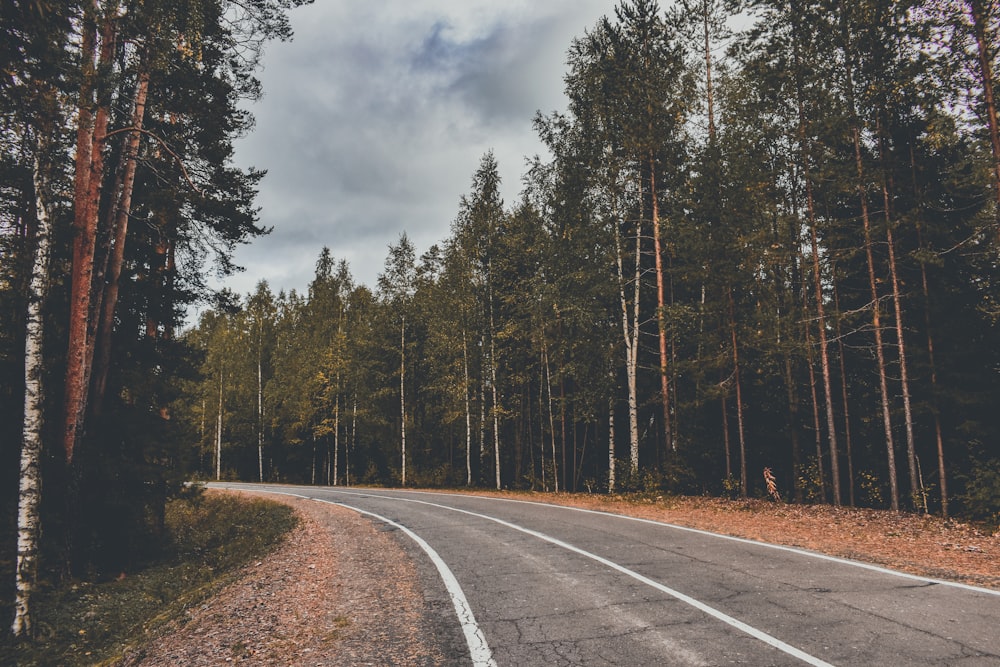 gray concrete road between green trees under gray clouds during daytime