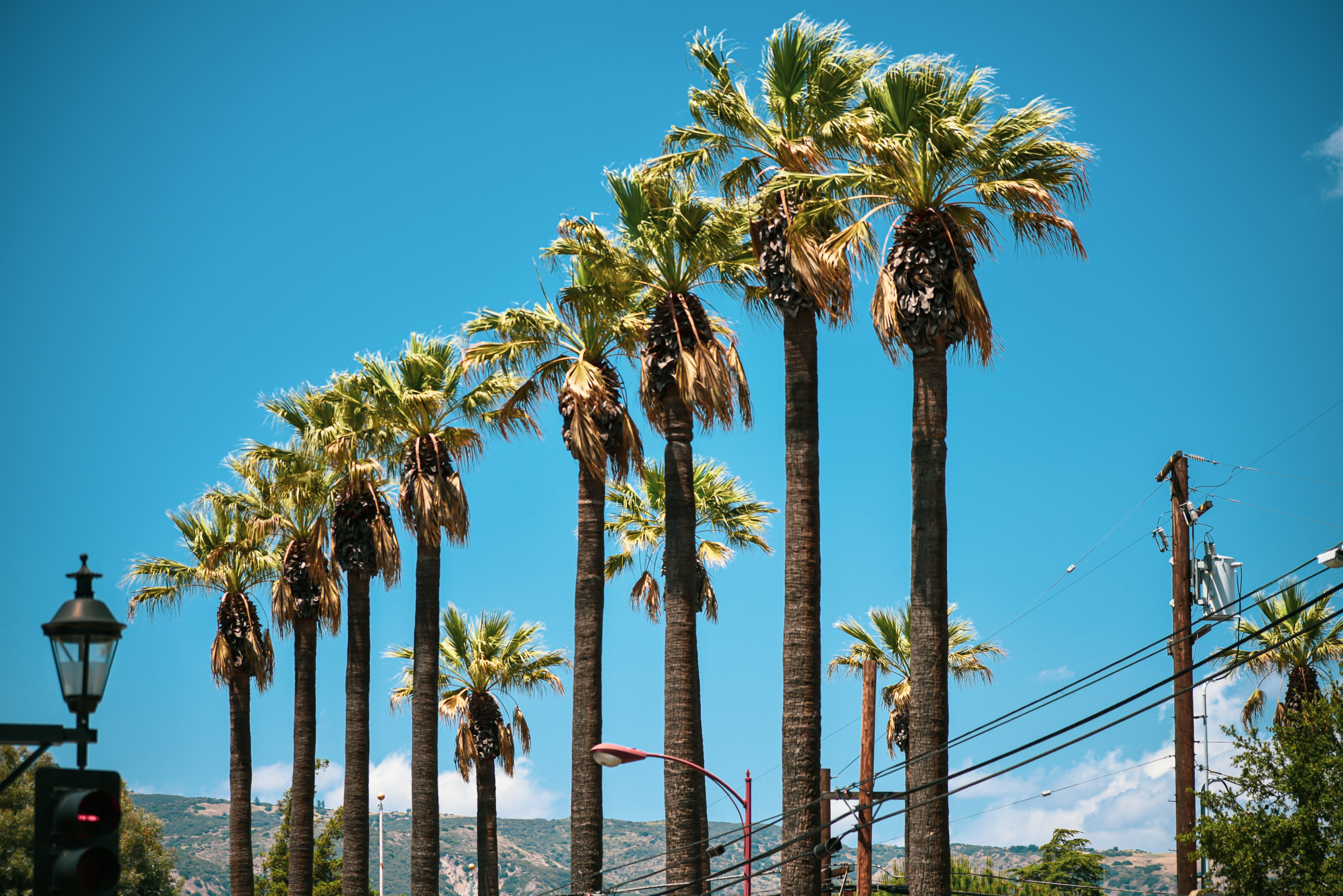green palm trees on snow covered ground under blue sky during daytime