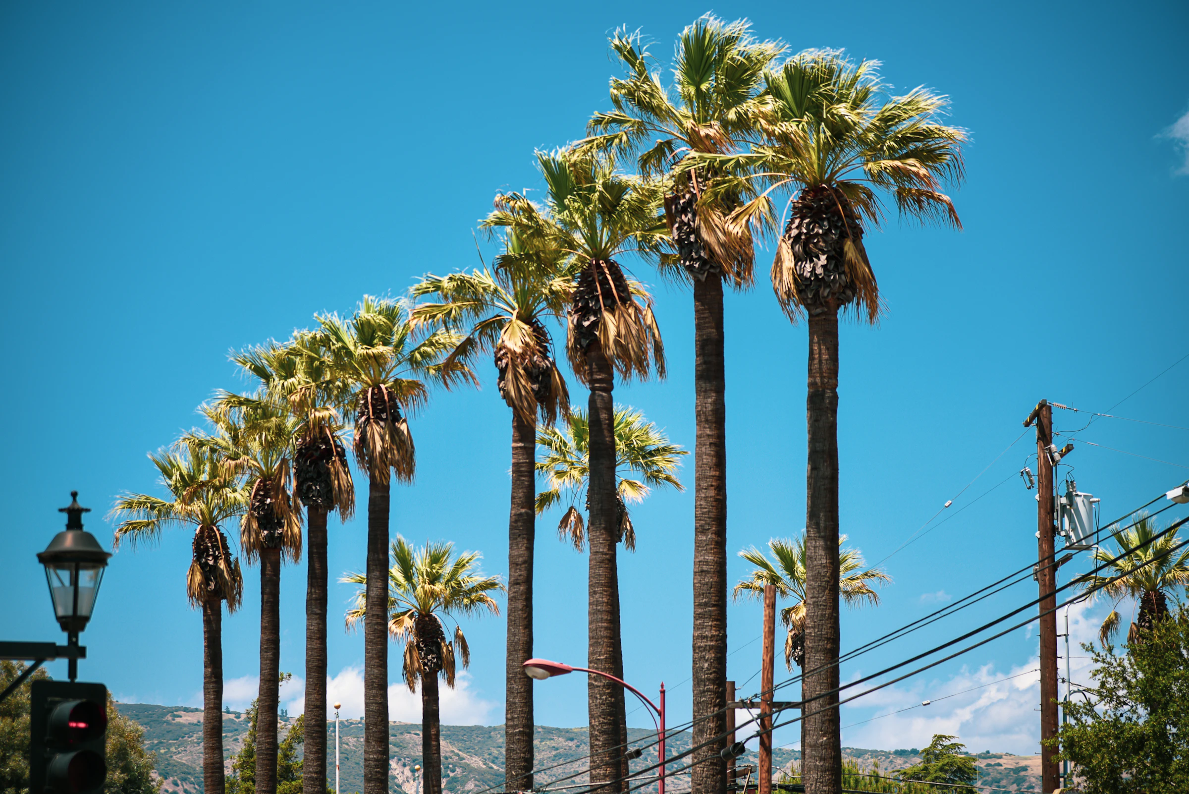 Palm trees against a blue sky in San Dimas