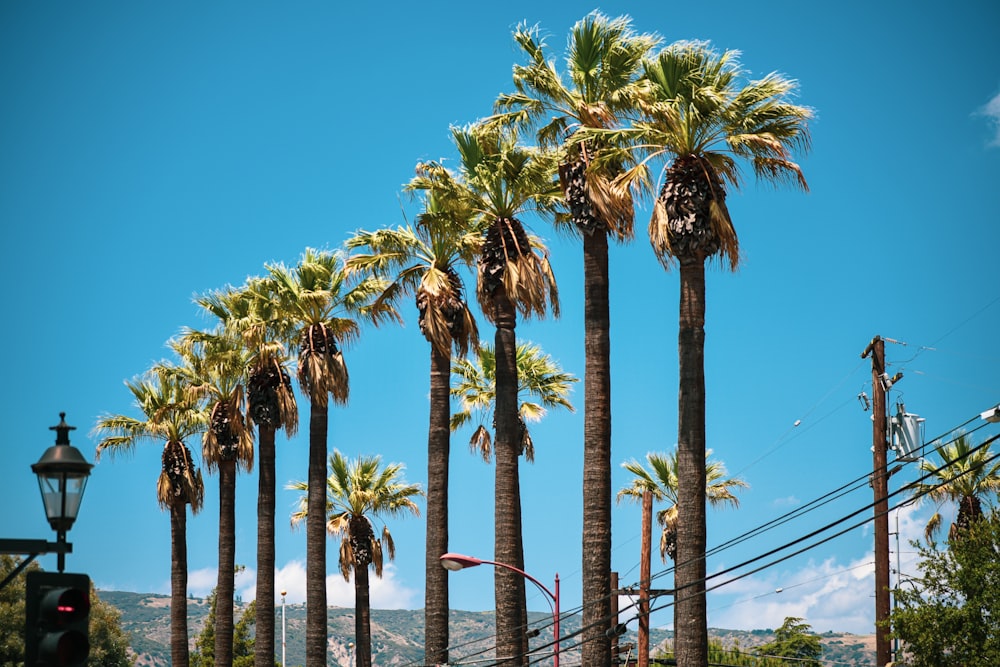 green palm trees on snow covered ground under blue sky during daytime