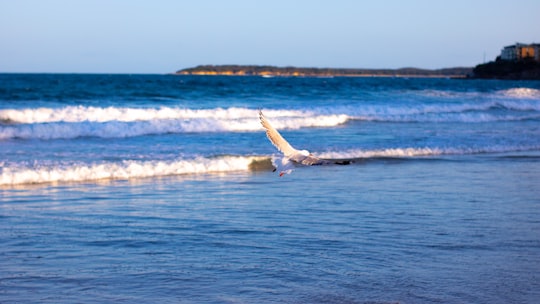 white bird flying over the sea during daytime in Cronulla NSW Australia