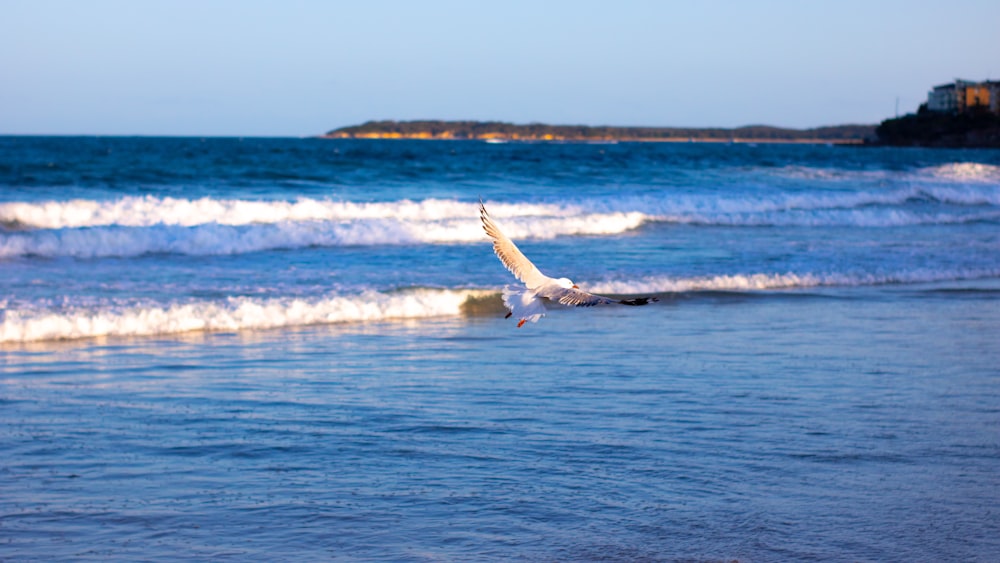 white bird flying over the sea during daytime