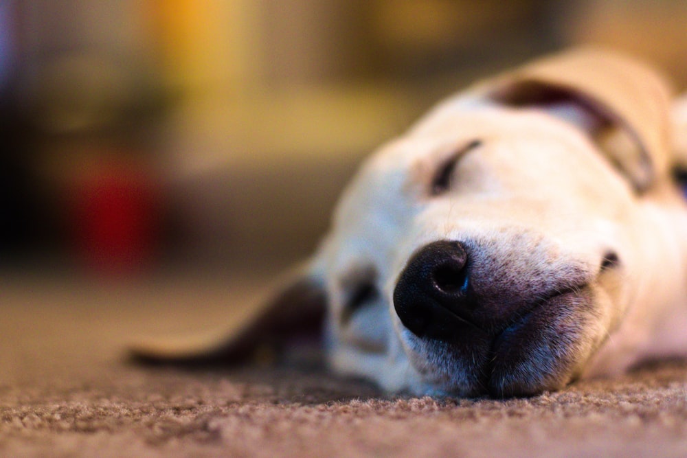 yellow labrador retriever lying on brown carpet