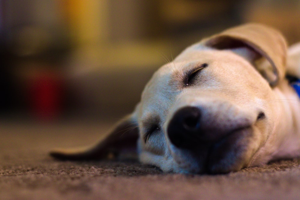yellow labrador retriever lying on brown carpet