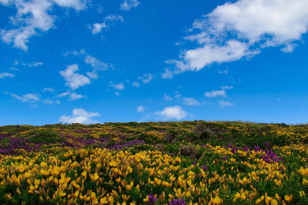 yellow flower field under blue sky during daytime