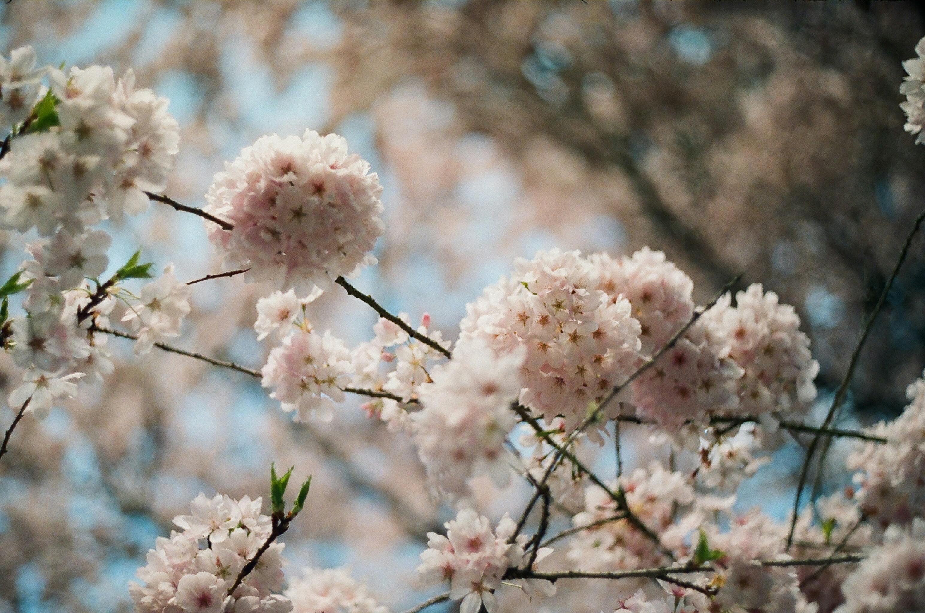 white and pink flower in tilt shift lens