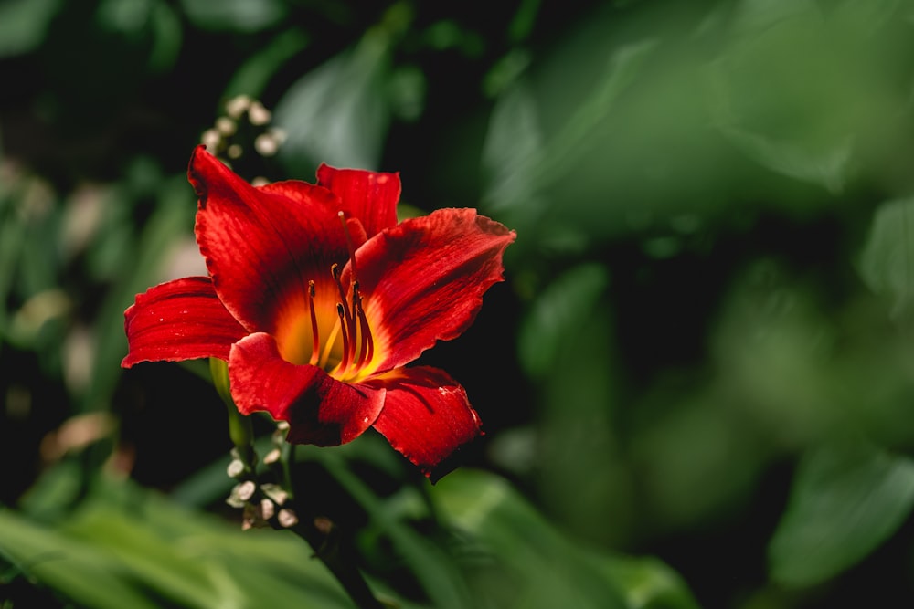 red flower in tilt shift lens