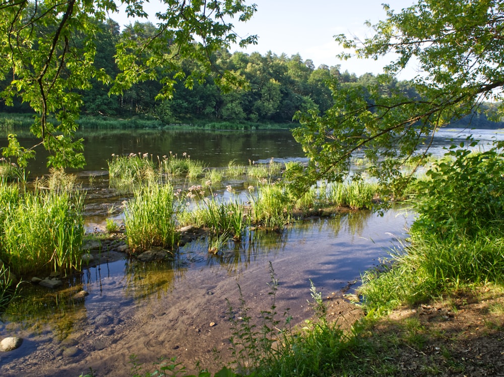 green trees beside river during daytime