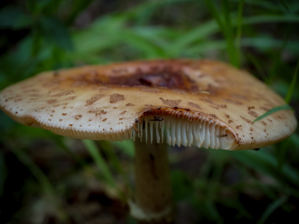 brown mushroom in close up photography