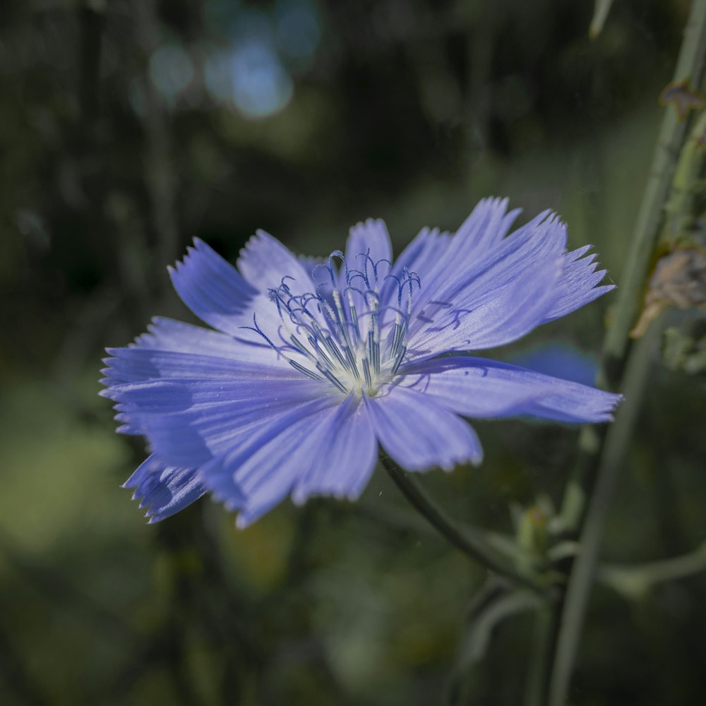 purple flower in tilt shift lens