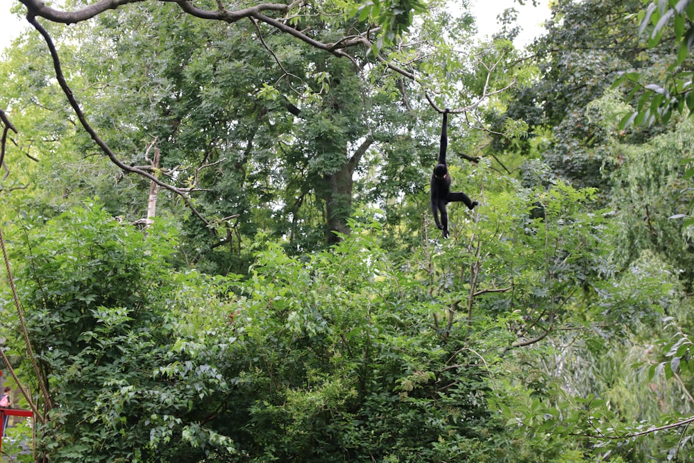 black bird flying over green trees during daytime