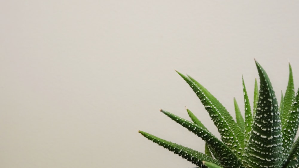 白い背景に緑の植物