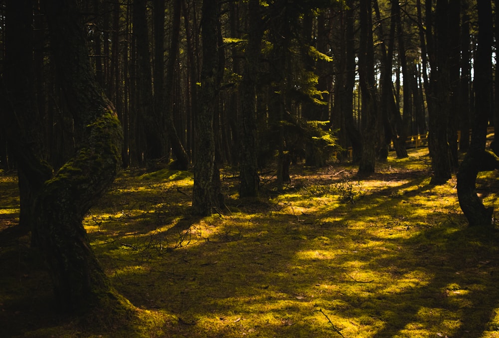 green grass and brown trees